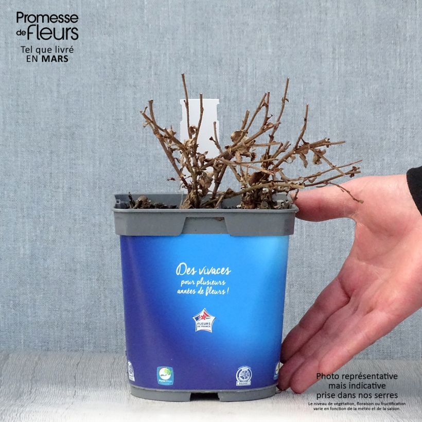 Example of Ceratostigma griffithii, Dentelaire Pot de 2L/3L as you get in printemps
