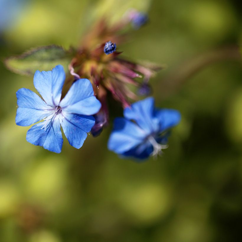 Ceratostigma griffithii, Dentelaire (Flowering)