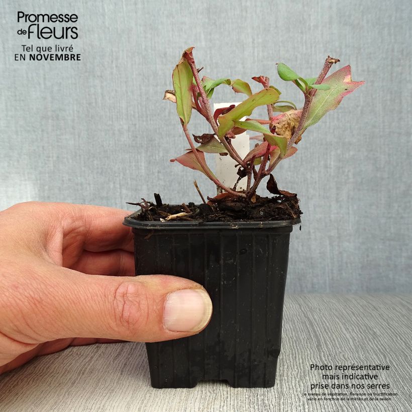 Spécimen de Ceratostigma plumbaginoides - Dentelaire Godet de 8/9 cm tel que livré en automne