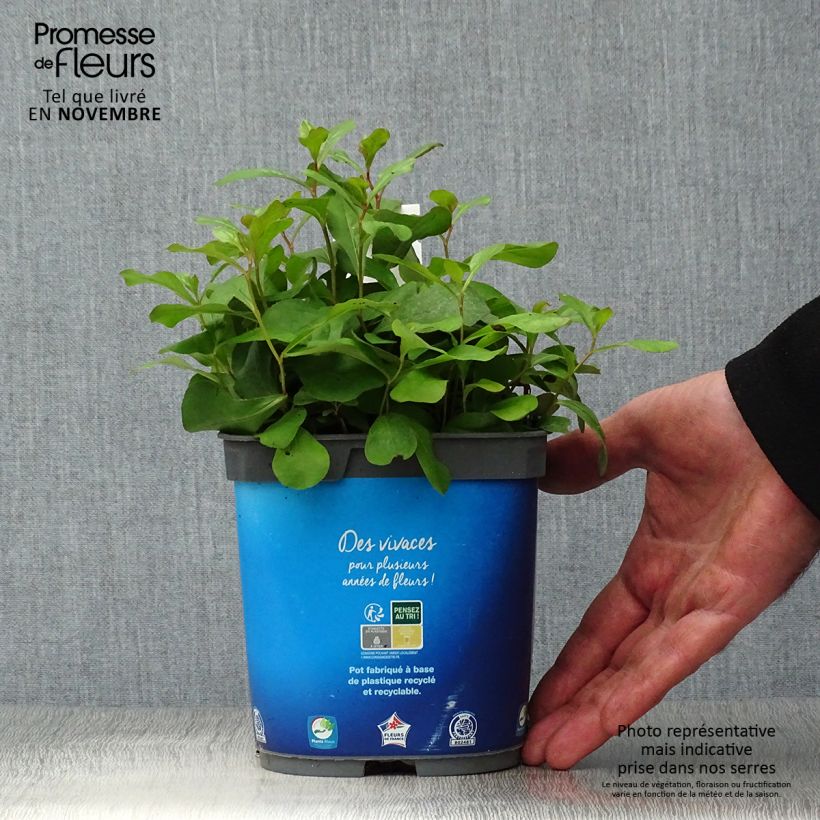 Spécimen de Ceratostigma plumbaginoides - Dentelaire Pot de 2L/3L tel que livré en automne