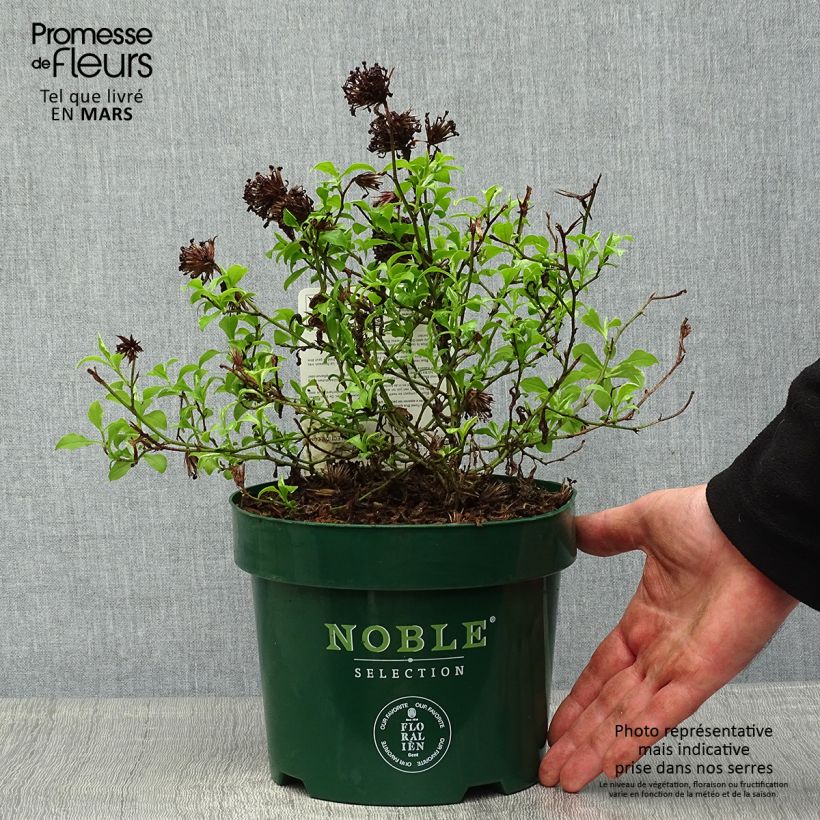 Spécimen de Ceratostigma willmottianum Forest Blue - Plumbago de Willmott Pot de 2L/3L tel que livré au printemps