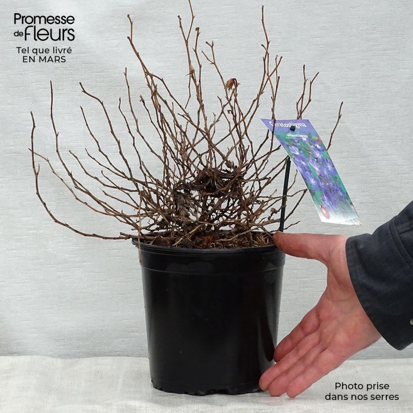 Spécimen de Ceratostigma willmottianum - Dentelaire Pot de 2L/3L tel que livré au printemps