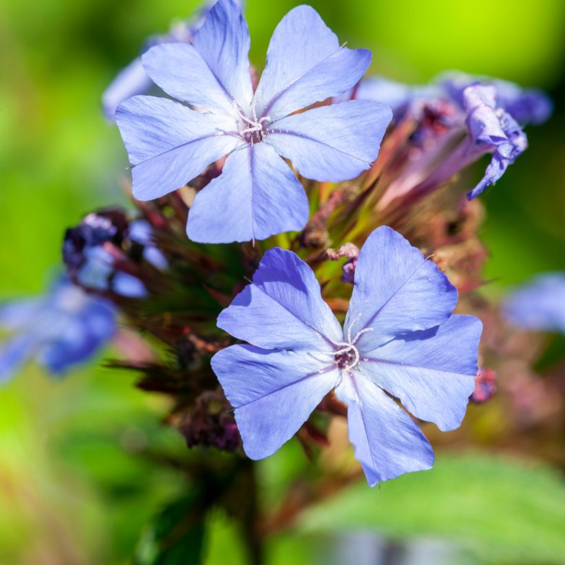 Ceratostigma willmottianum - Dentelaire (Floraison)