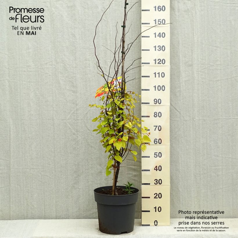 Spécimen de Cercis canadensis Eternal Flame - Gainier du Canada Pot de 12L/15L tel que livré au printemps