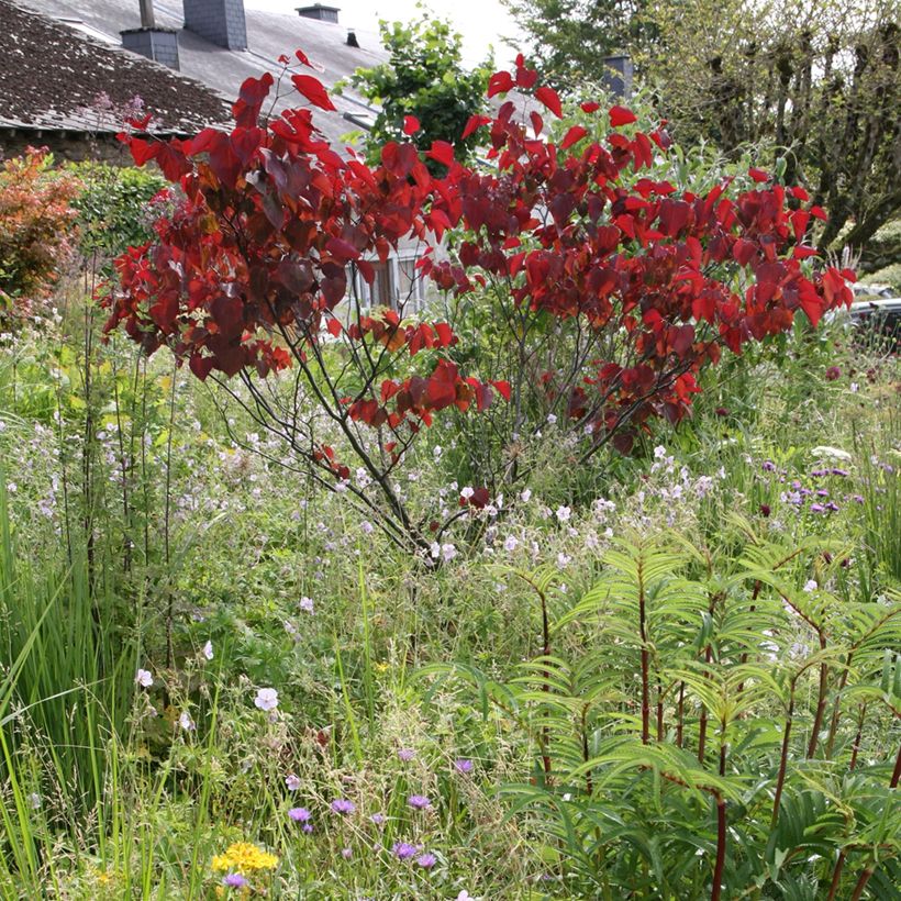 Cercis canadensis Forest Pansy - Arbre de Judée (Plant habit)