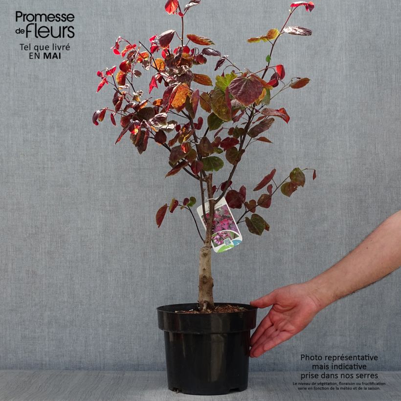 Example of Cercis canadensis Forest Pansy - Arbre de Judée Pot de 4L/5L as you get in printemps