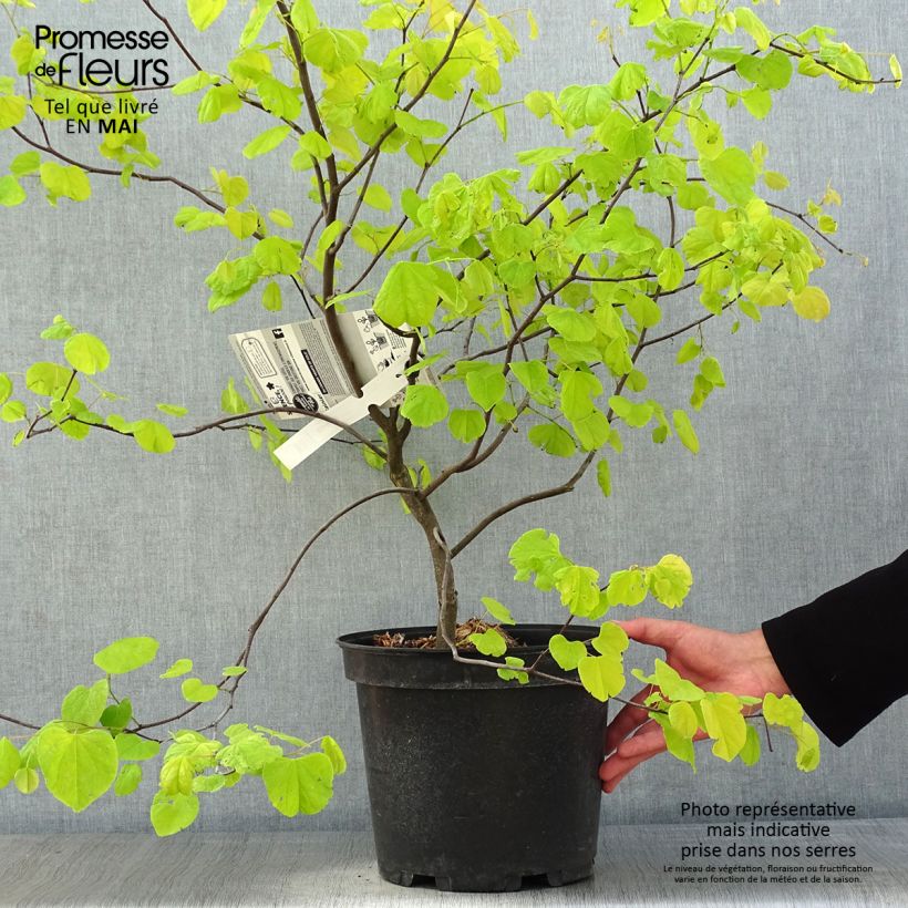 Example of Cercis canadensis Hearts of Gold - Arbre de Judée doré Pot de 7,5L/10L as you get in printemps