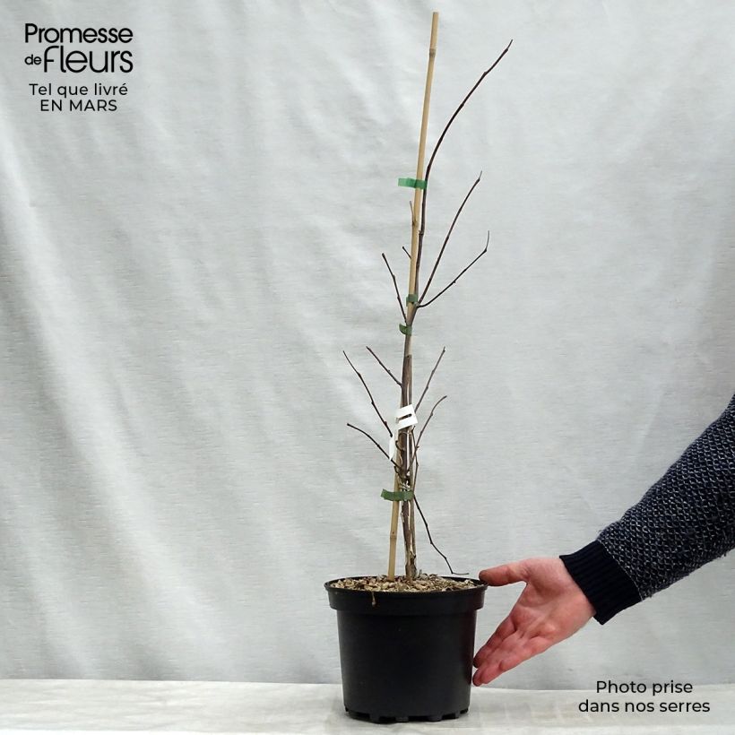 Example of Cercis canadensis Hearts of Gold - Arbre de Judée doré Pot de 4L/5L as you get in printemps