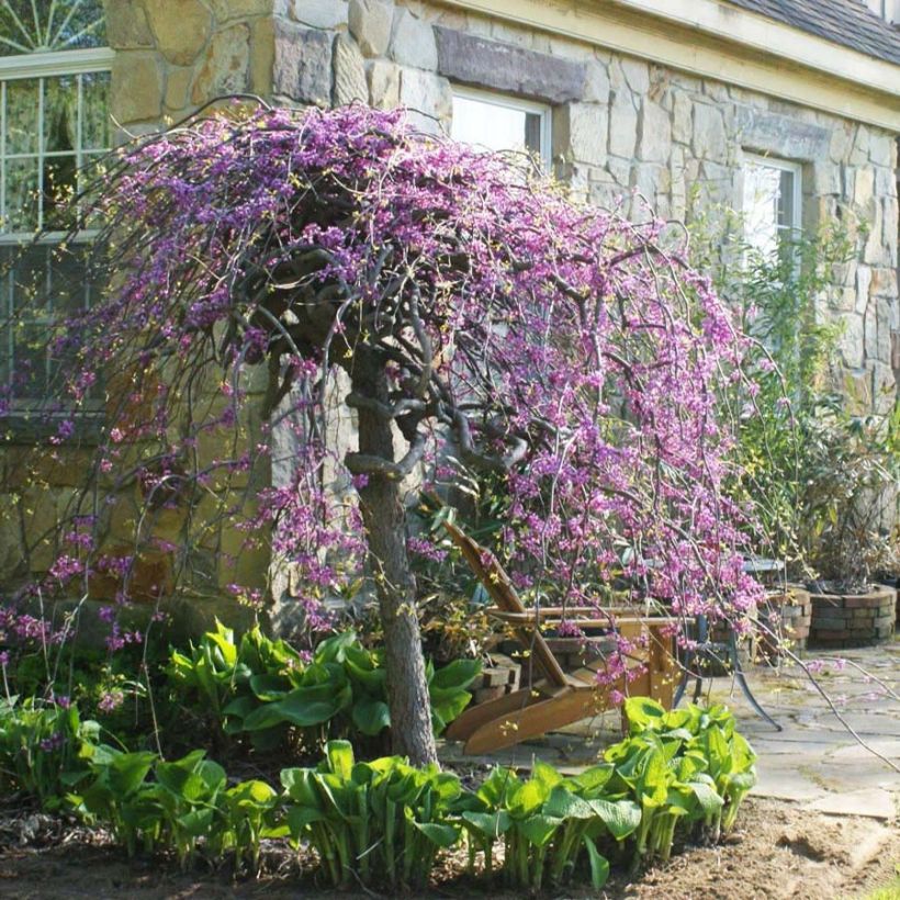 Cercis canadensis Lavender Twist - Gainier du Canada pleureur rose (Plant habit)