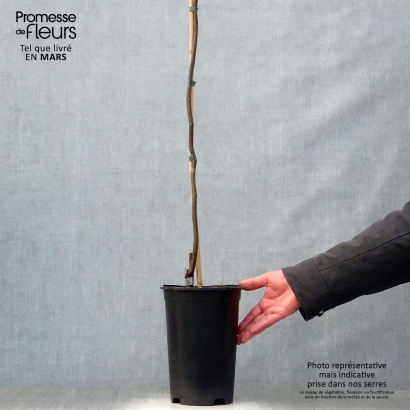 Example of Cercis canadensis Lavender Twist - Gainier du Canada pleureur rose Pot de 3L/4L as you get in printemps