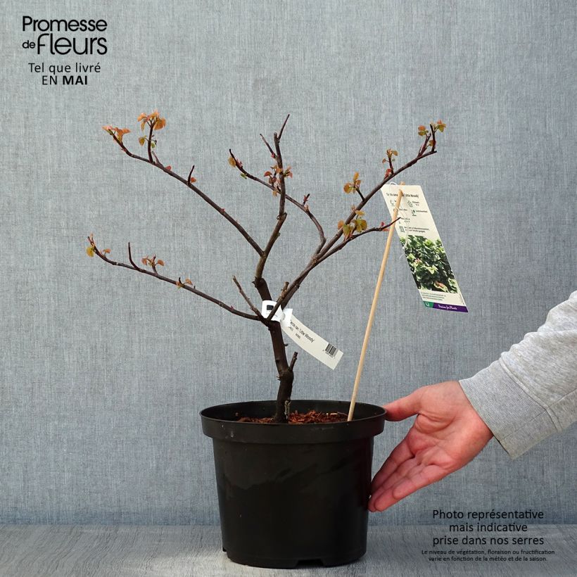 Example of Cercis canadensis Little Woody - Gainier du Canada Pot de 3L/4L as you get in printemps
