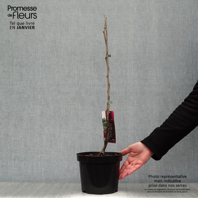 Spécimen de Cercis canadensis Melon Beauty - Arbre de Judée doré Pot de 4L/5L tel que livré en hiver