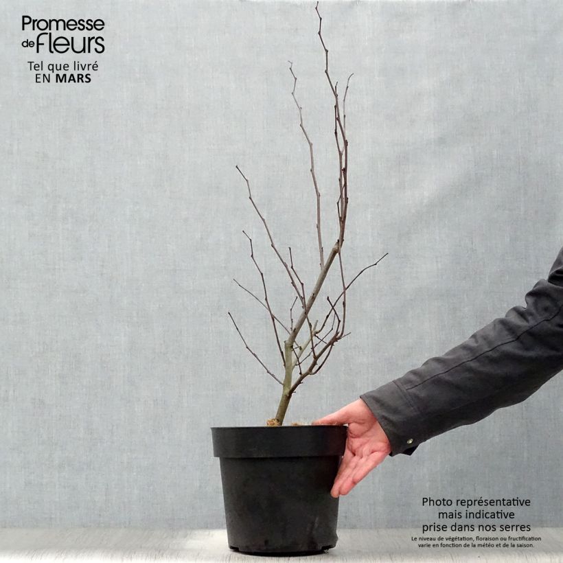 Spécimen de Cercis canadensis Merlot - Gainier du Canada  Pot de 6L/7L tel que livré au printemps