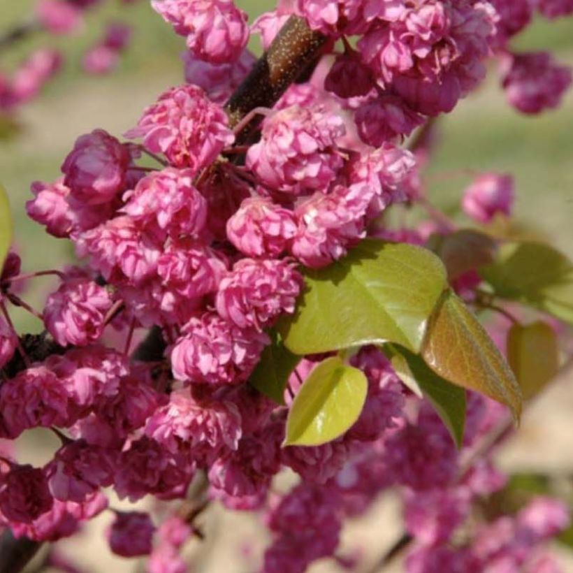 Cercis canadensis Pink Pom Pom's - Gainier du Canada (Flowering)