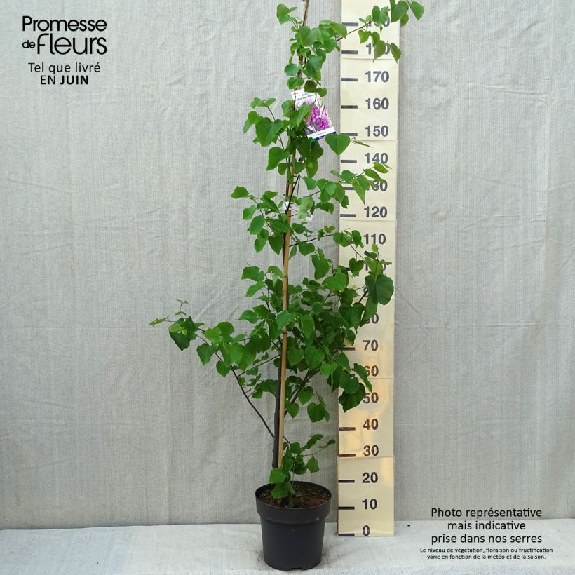 Spécimen de Cercis canadensis Pink Pom Pom's - Gainier du Canada Pot de 7,5L/10L tel que livré en été