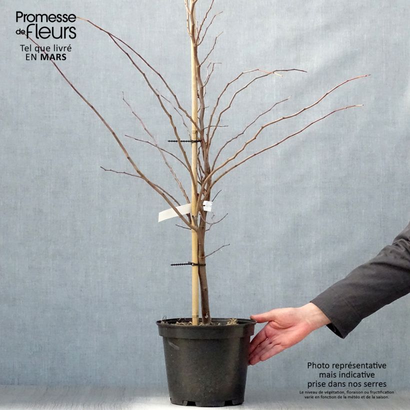 Example of Cercis canadensis The Rising Sun - Gainier du Canada Pot de 6L/7L as you get in printemps