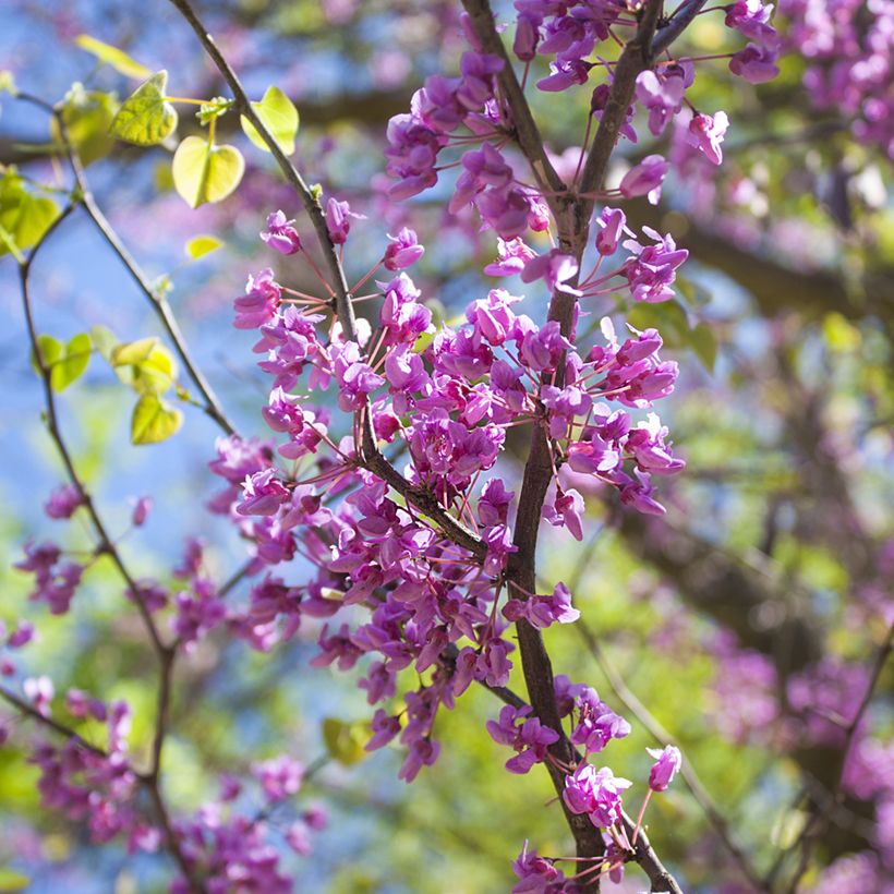 Cercis canadensis - Gainier du Canada (Flowering)