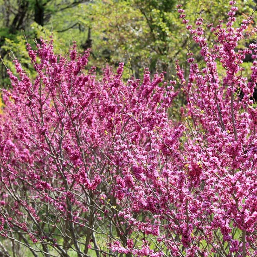 Cercis chinensis Avondale - Arbre de Judée (Plant habit)