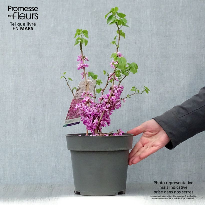 Example of Cercis chinensis Avondale - Arbre de Judée Pot de 4L/5L as you get in printemps