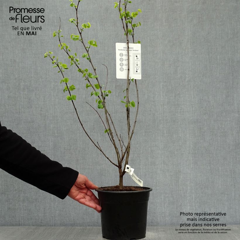 Example of Cercis chinensis Shirobana - Gainier de Chine Pot de 4L/5L as you get in printemps
