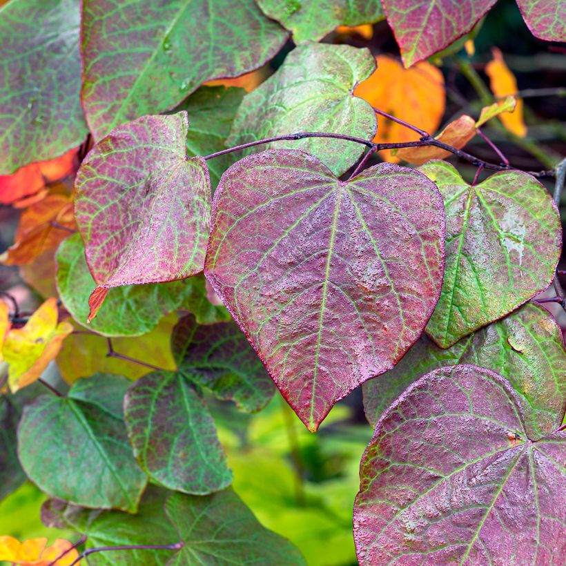 Cercis canadensis Hearts A Fire - Gainier du Canada (Feuillage)