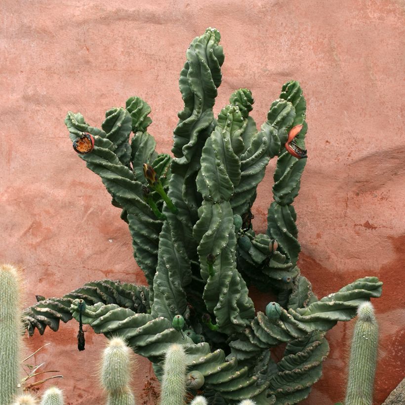 Cereus forbesii Spiralis (Plant habit)