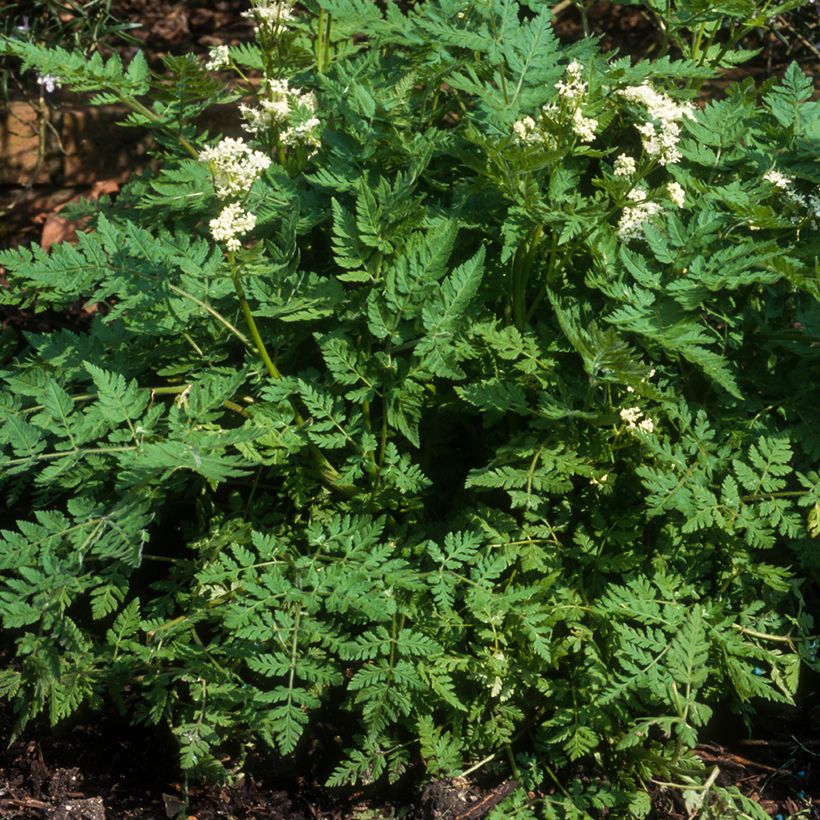 Cerfeuil commun (Plant habit)