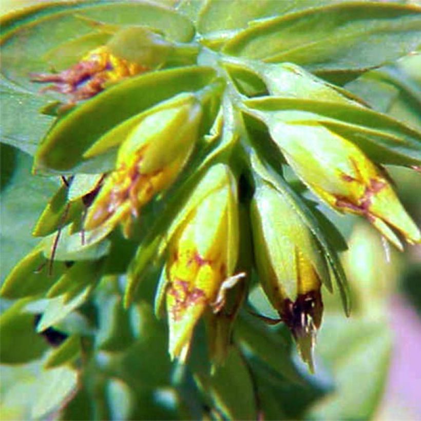 Cerinthe glabra - Cérinthe glabre (Flowering)