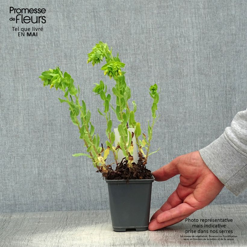 Example of Cerinthe glabra - Cérinthe glabre Godet de 8/9 cm as you get in printemps