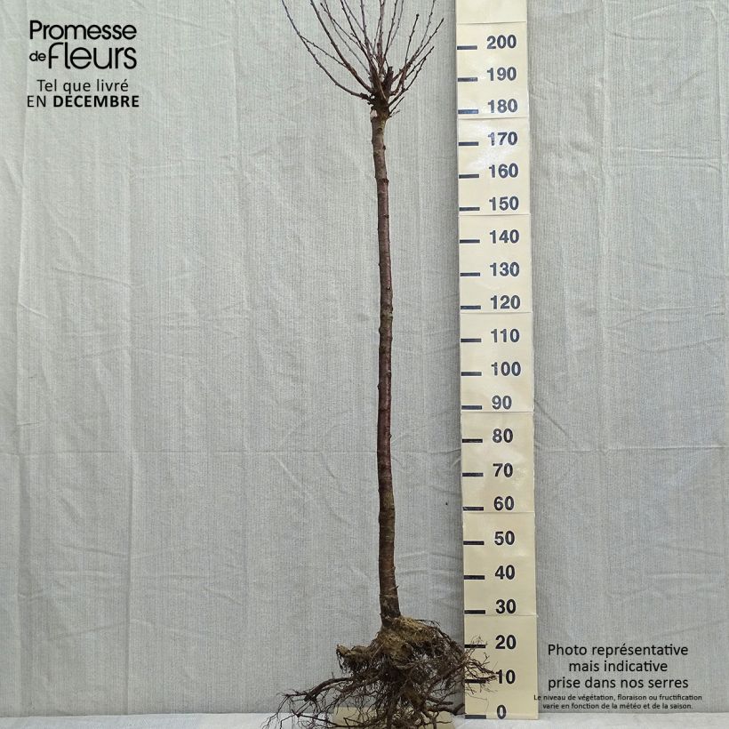 Spécimen de Cerisier Anglaise Hâtive - Prunus cerasus Racines nues, Demi-Tige tel que livré en hiver