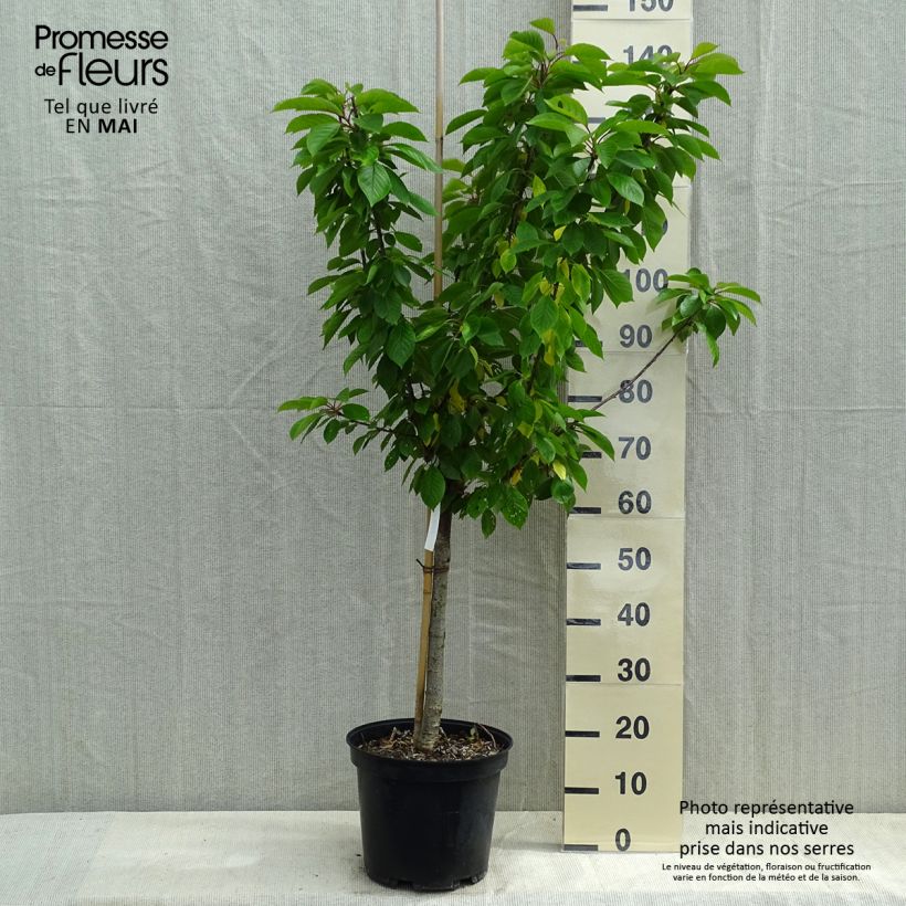Spécimen de Cerisier Anglaise Hâtive - Prunus cerasus Pot de 7,5L/10L, Gobelet tel que livré au printemps
