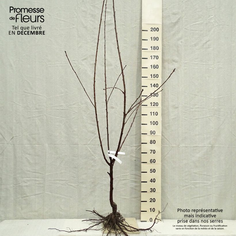 Example of Cerisier Bigarreau Burlat Racines nues, Gobelet as you get in hiver