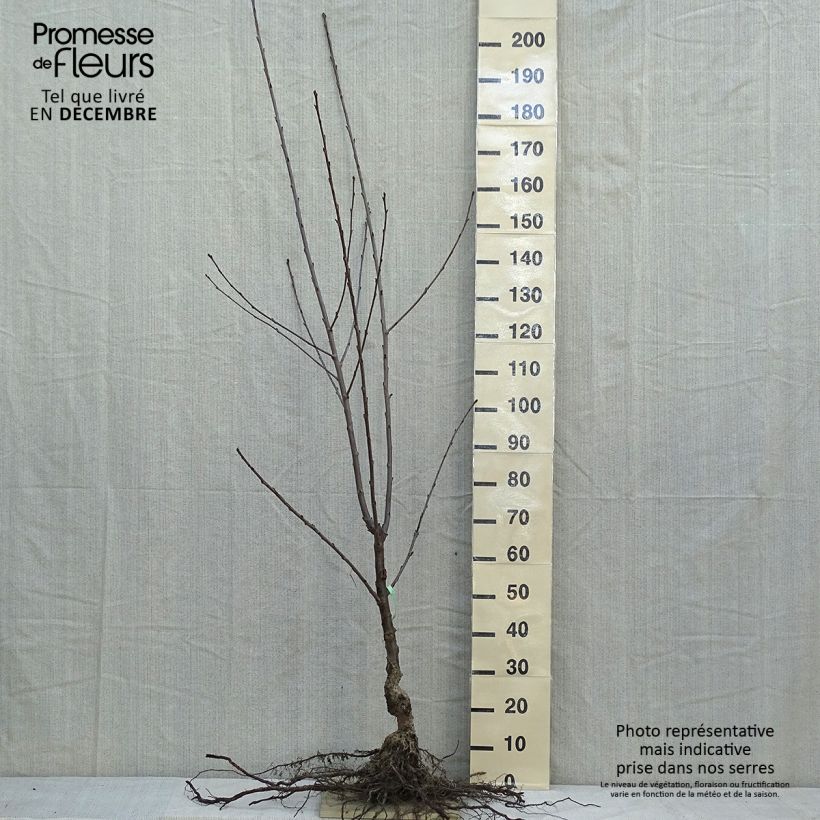 Spécimen de Cerisier Bigarreau Coeur de Pigeon Racines nues, Gobelet tel que livré en hiver
