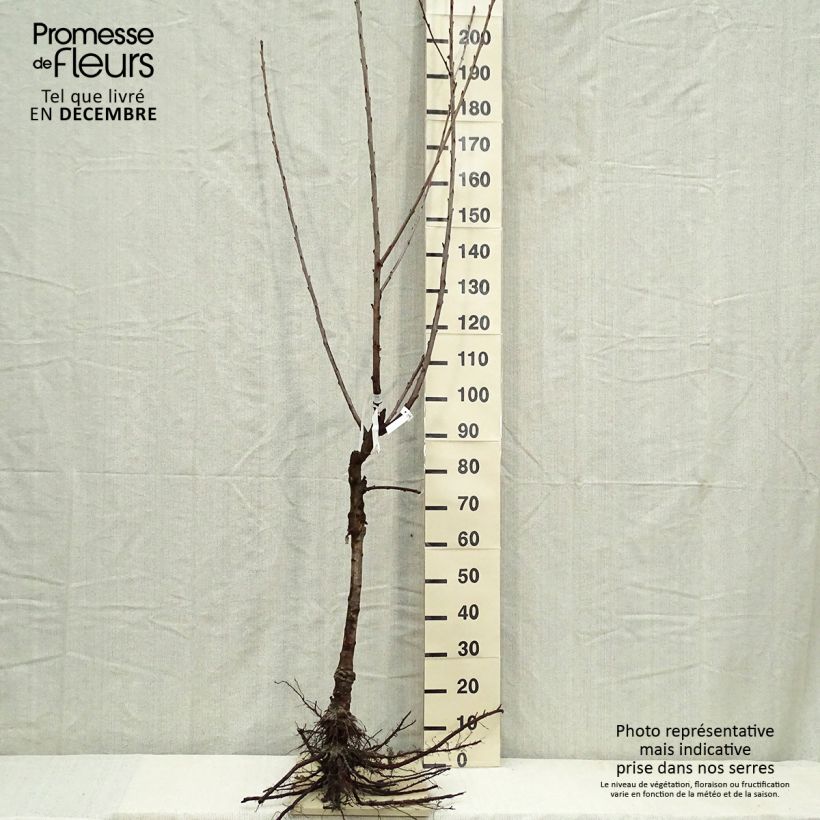Example of Cerisier Bigarreau Napoléon Racines nues, Gobelet as you get in hiver