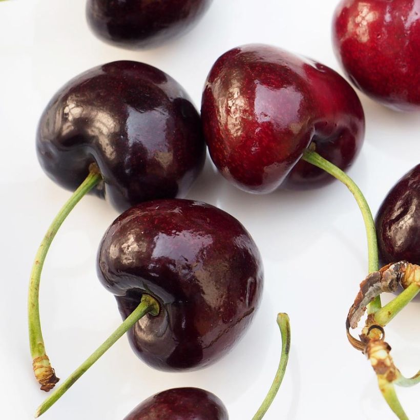 Cerisier Bigarreau Sunburst - Prunus cerasus (Harvest)