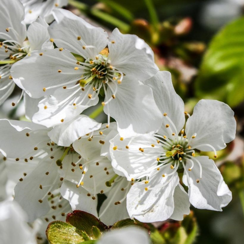 Cerisier Bigarreau Tardif de Vignola - Prunus cerasus (Flowering)