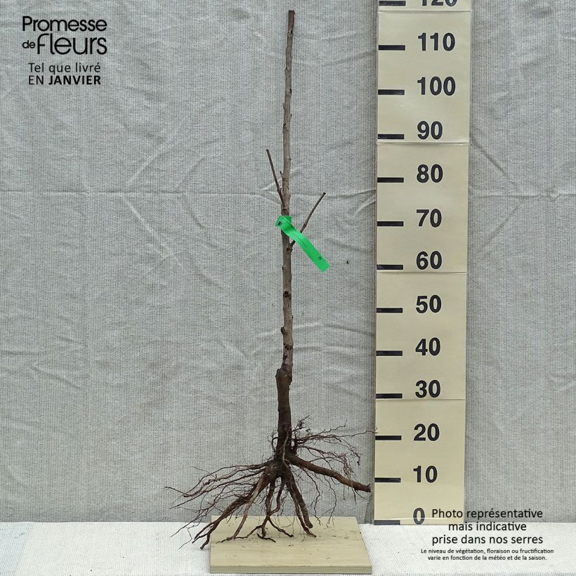 Example of Cerisier Bigarreau Tardif de Vignola - Prunus cerasus Racines nues, Scion as you get in hiver