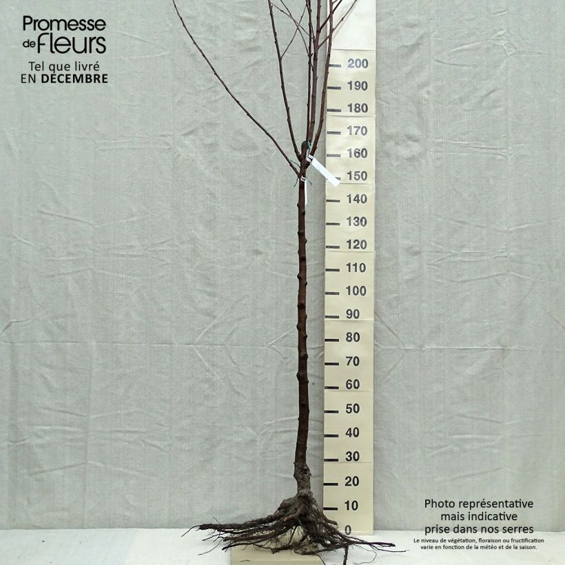 Example of Cerisier Bigarreau Van Racines nues, Demi-Tige as you get in hiver