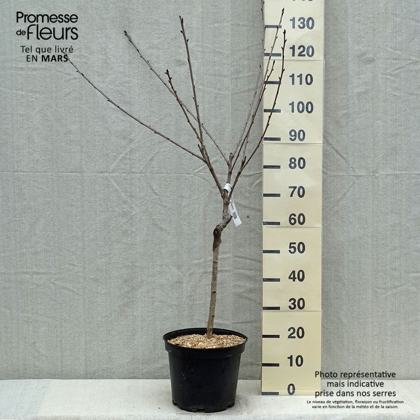 Example of Cerisier Early Rivers Pot de 7,5L/10L, Gobelet as you get in printemps