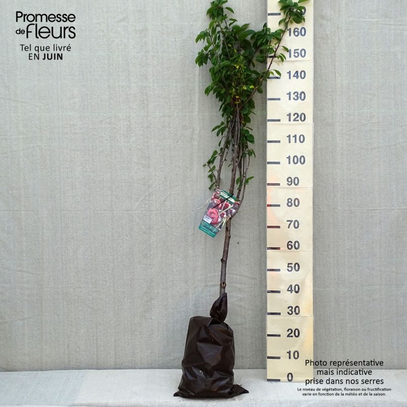 Spécimen de Cerisier Allegria Delbard - Prunus cerasus  Motte "Prêt-à-planter", Gobelet tel que livré au printemps