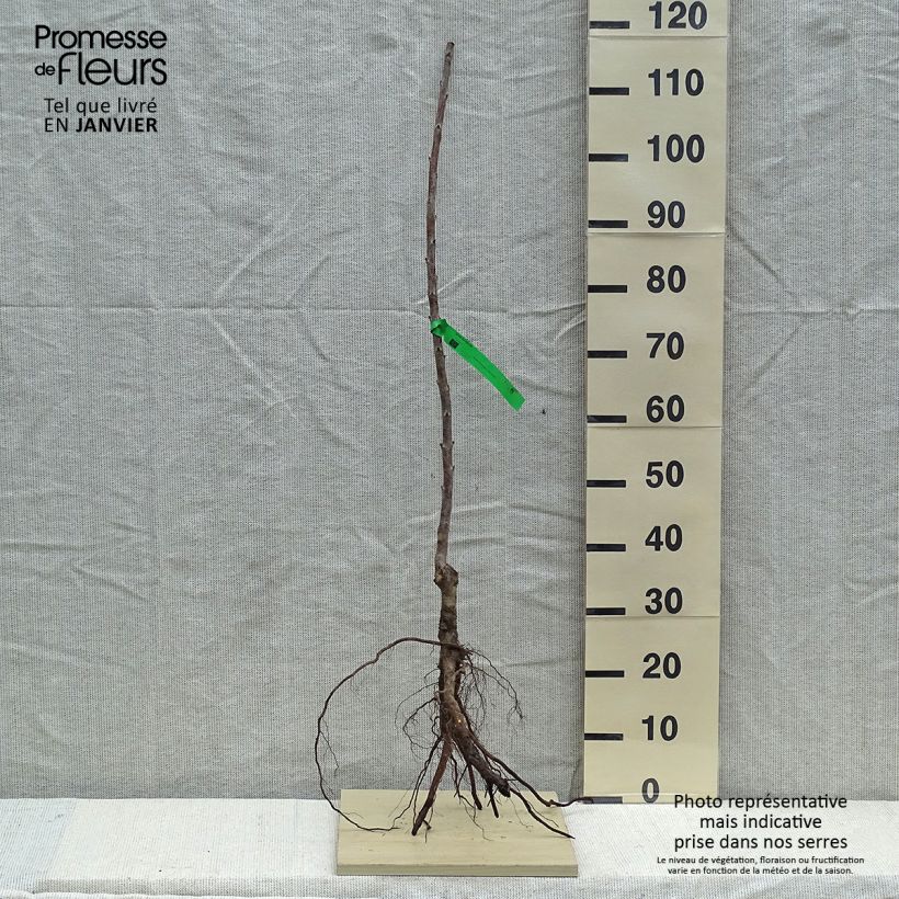Example of Cerisier Rainier - Prunus cerasus Racines nues, Scion as you get in hiver