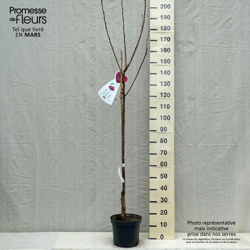 Spécimen de Cerisier Schneiders Späte Knorpelkirsche - Prunus avium  Pot de 7,5L/10L, Demi-Tige tel que livré au printemps