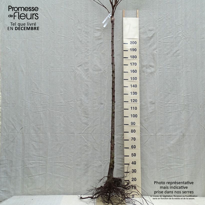 Spécimen de Cerisier Schneiders Späte Knorpelkirsche - Prunus avium  Racines nues, Gobelet tel que livré en hiver