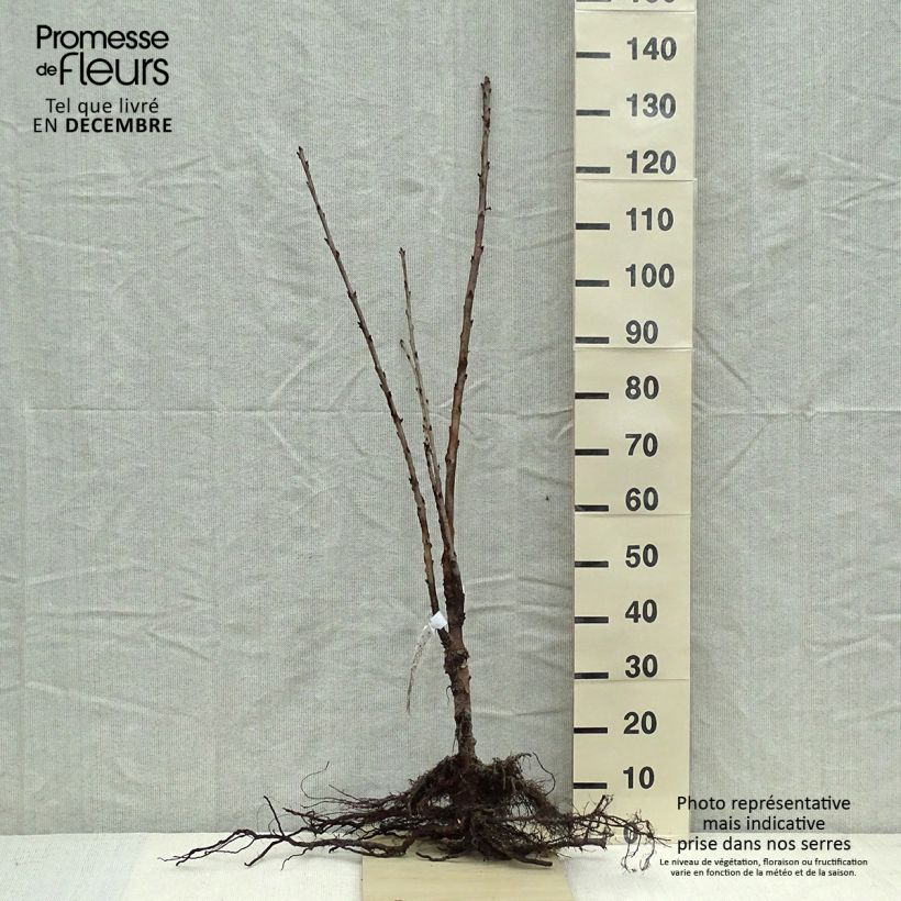 Spécimen de Cerisier Schneiders Späte Knorpelkirsche - Prunus avium  Racines nues, Haute-Tige tel que livré en hiver