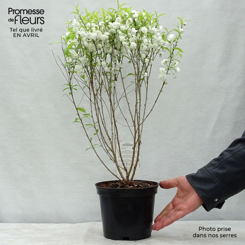 Example of Cerisier à fleur - Prunus glandulosa Alba Plena Pot de 2L/3L as you get in printemps