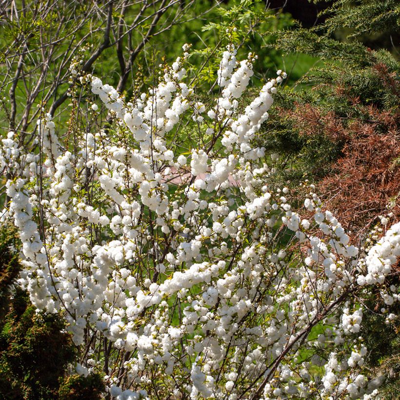 Cerisier à fleur - Prunus glandulosa Alba Plena (Plant habit)