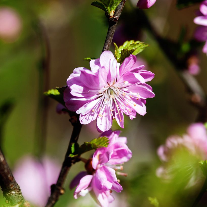 Cerisier à fleurs - Prunus glandulosa Rosea Plena (Flowering)