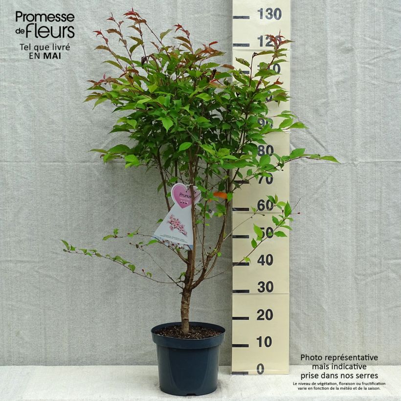 Example of Cerisier à fleurs - Prunus kurilensis Ruby Pot de 7,5L/10L as you get in printemps