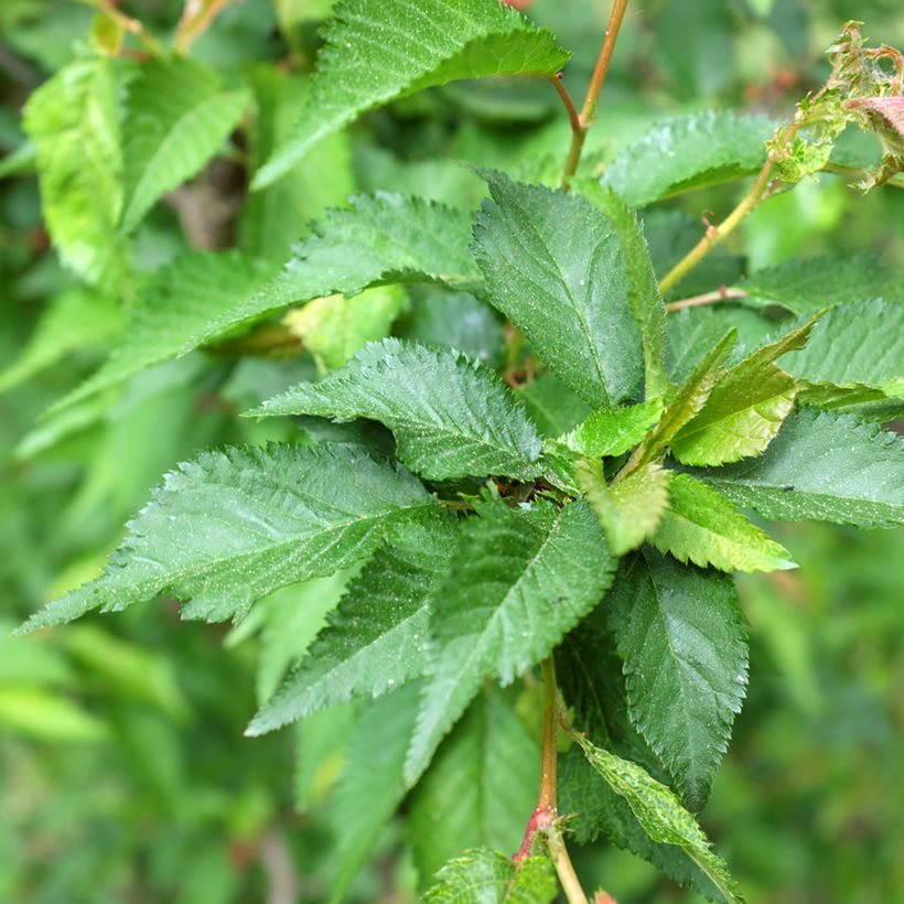 Cerisier à fleurs - Prunus kurilensis Ruby (Foliage)