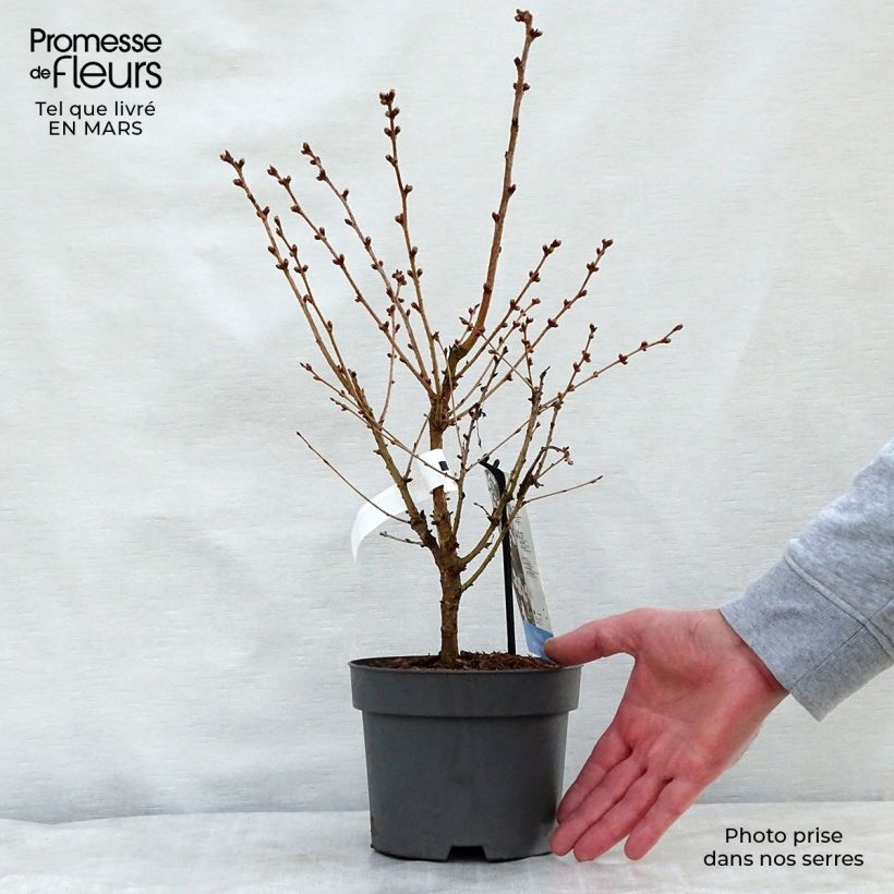 Example of Cerisier à fleurs - Prunus nipponica Brillant Pot de 2L/3L as you get in printemps